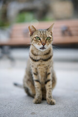 A cute stray cat in Cha Kwo Ling, Hong Kong 