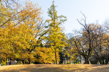 日本の風景・秋　東京都　紅葉の多摩湖・狭山公園