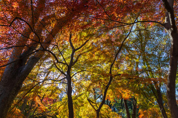 日本の風景・秋　東京都　紅葉の多摩湖・狭山公園