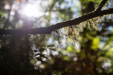 nature in forest
