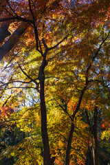 Fototapeta premium 日本の風景・秋 東京都 紅葉の多摩湖・狭山公園