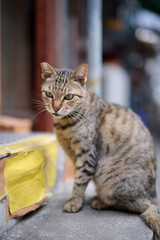 A cute stray cat in Cha Kwo Ling, Hong Kong 