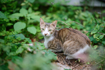 A cute stray cat in Cha Kwo Ling, Hong Kong 