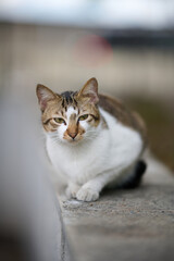 A cute stray cat in Cha Kwo Ling, Hong Kong 