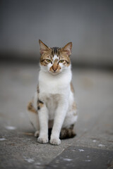 A cute stray cat in Cha Kwo Ling, Hong Kong 