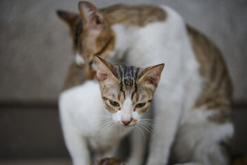 A cute stray cat in Cha Kwo Ling, Hong Kong 