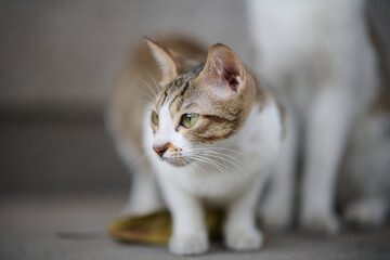 A cute stray cat in Cha Kwo Ling, Hong Kong 