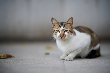 A cute stray cat in Cha Kwo Ling, Hong Kong 