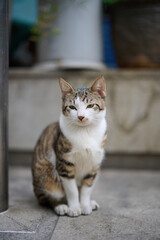 A cute stray cat in Cha Kwo Ling, Hong Kong 