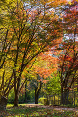 Naklejka premium 日本の風景・秋 東京都 紅葉の多摩湖・狭山公園