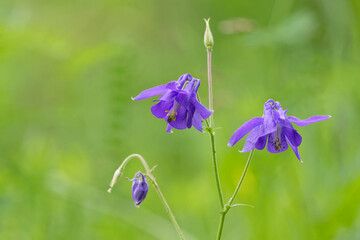 Ancolie commune - Aquilegia vulgaris
