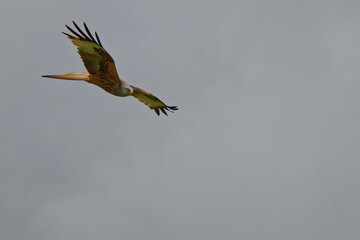 Milan royal - Milvus milvus - rapaces