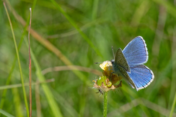 Argus bleu - Azuré commun - Azuré de la Bugrane - Petit Bleu commun - Polyommatus icarus