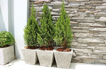 Small pine tree in stone pot