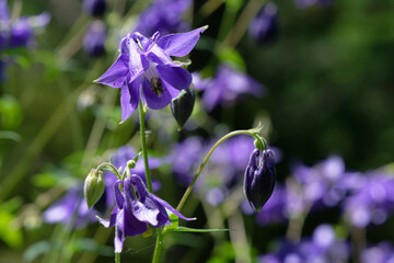 Ancolie commune - Aquilegia vulgaris