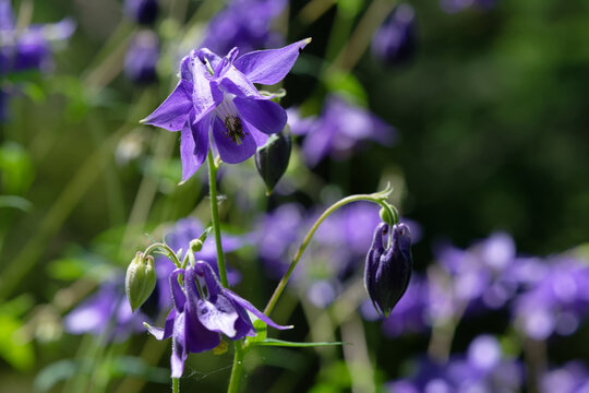Ancolie commune - Aquilegia vulgaris