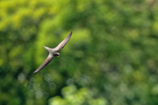 Martinet - migrateurs - Apodidae