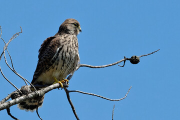 faucon crécerelle - falco tinnunculus