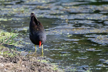 allinule poule-d'eau - Gallinula chloropus
