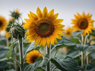 Obraz premium A vibrant sunflower stands tall amidst a field of its kind basking in the soft light of an overcast sky