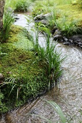 Obraz premium 流れる小川