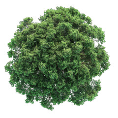 Obraz premium Top View Tree Isolated on a Transparent Background
