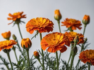 Fototapeta premium A vibrant cluster of orange marigolds stands in full bloom against a neutral background