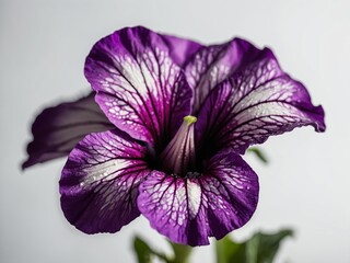 A close up portrait of a vibrant purple petunia flower in full bloom