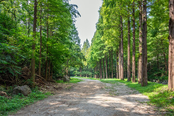 메타세콰이어 숲길 사이로 난 산책로, 온빛자연휴양림에 위치-Walking trail through a metasequoia tree-lined path, Onbit Natural Recreation Forest, Nonsan, Chungcheongnam-do, South Korea