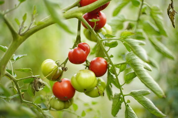 Zdjęcie czerwonych i zielonych pomidorów wiszących na krzaku.