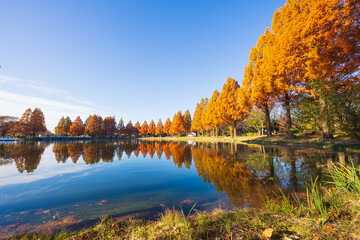 日本の風景・秋　小江戸川越　紅葉の川越水上公園