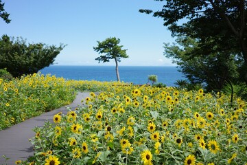 ひまわり畑の道の先 © Takehiro