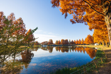 日本の風景・秋　小江戸川越　紅葉の川越水上公園