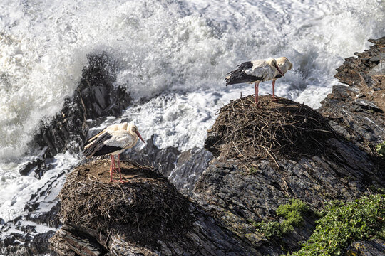 White storks in their nest on a cliff along the coastline of Odeceixe, Algarve, Portugal.