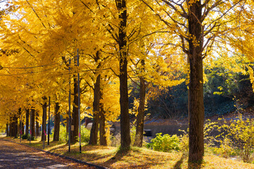 日本の風景・秋　小江戸川越　紅葉の川越水上公園