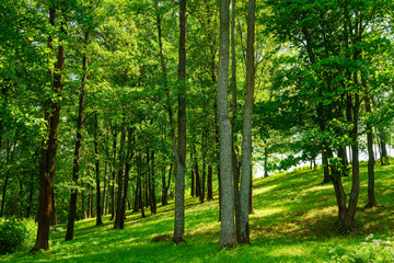 Park with lush green trees during the daytime in summer.