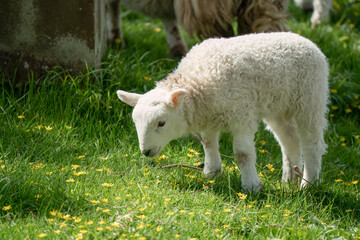 Obraz premium close-up of a young welsh lamb