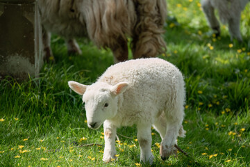 close-up of a young welsh lamb
