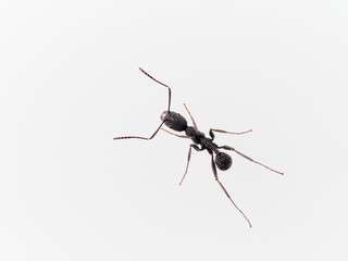Black ant with hairs on a white background. Aphaenogaster senilis.