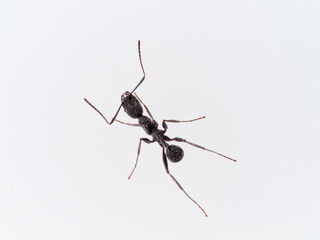 Black ant with hairs on a white background. Aphaenogaster senilis.