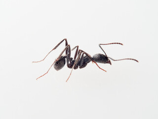 Black ant with hairs on a white background. Aphaenogaster senilis.
