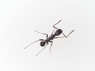 Black ant with hairs on a white background. Aphaenogaster senilis.