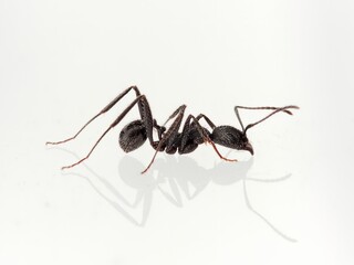 Black ant with hairs on a white background. Aphaenogaster senilis.