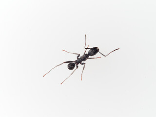 Black ant with hairs on a white background. Aphaenogaster senilis.