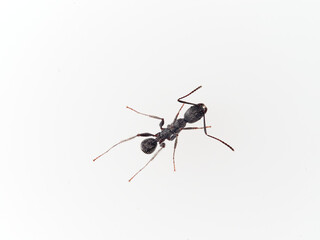 Black ant with hairs on a white background. Aphaenogaster senilis.