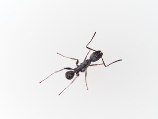 Black ant with hairs on a white background. Aphaenogaster senilis.