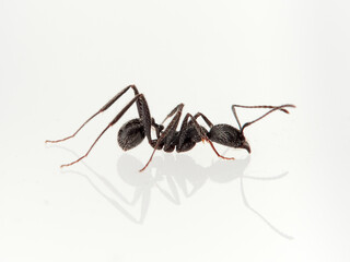 Black ant with hairs on a white background. Aphaenogaster senilis.