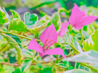 pink flowers in the garden