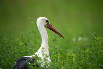 Fototapeta premium The white stork (Ciconia ciconia) is a large bird in the stork family, Ciconiidae. Its plumage is mainly white, with black on the bird's wings.