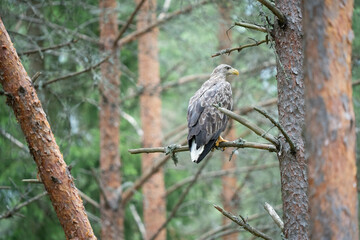 The white-tailed eagle (Haliaeetus albicilla), sometimes known as the 'sea eagle', is a large bird of prey, widely distributed across temperate Eurasia.